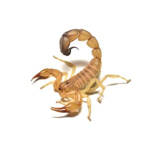 closeup,picture,of,dangerous,fattail,scorpion,androctonus,australis,(scorpiones:,buthidae)