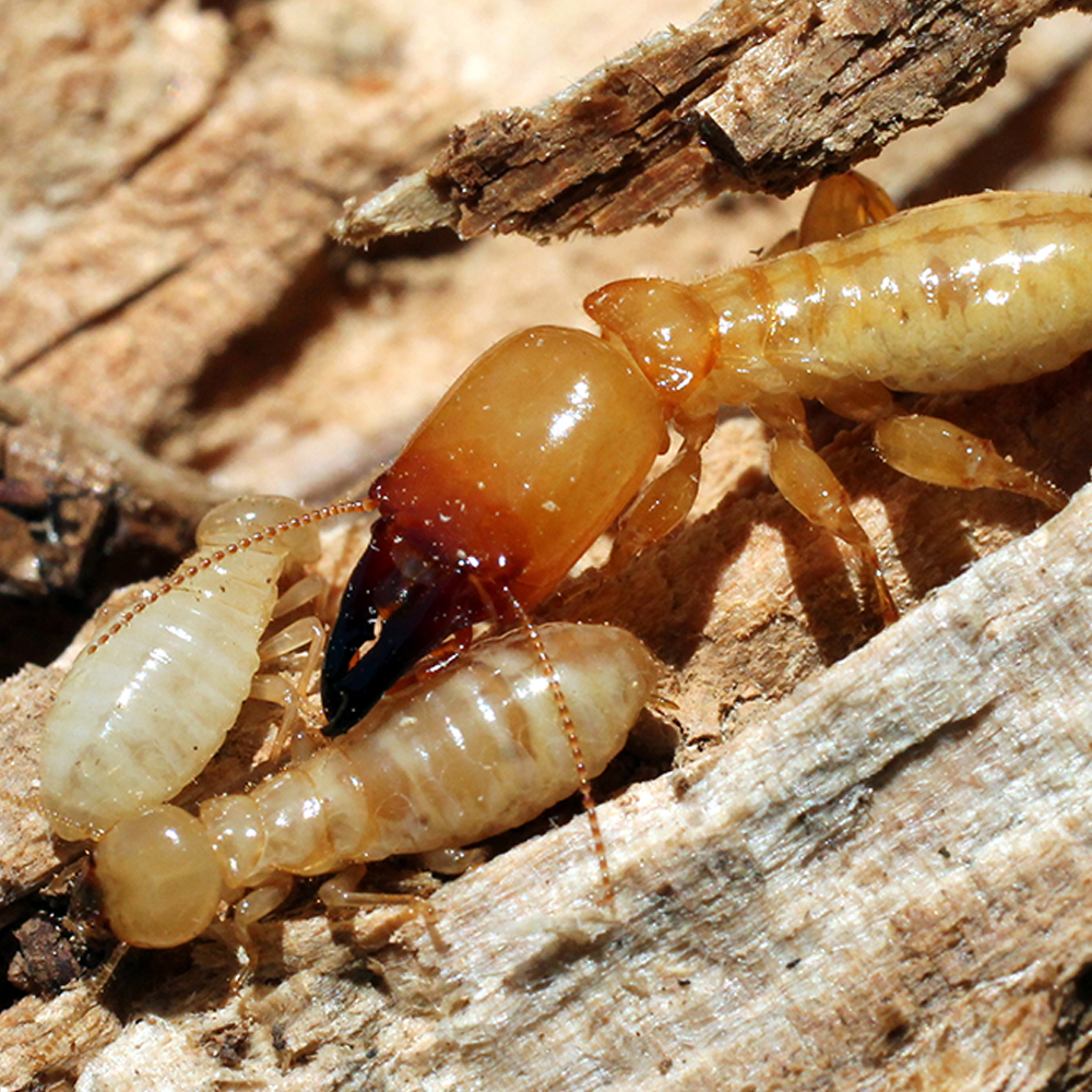 soldier,termite,with,workers