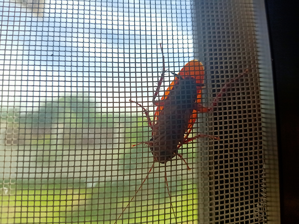 background,cockroaches,are,on,the,window,mesh.