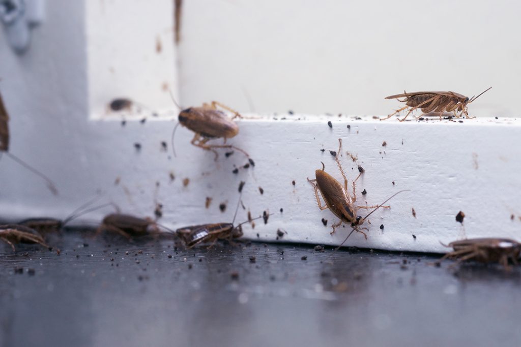 a,lot,of,cockroaches,are,sitting,on,a,white,wooden