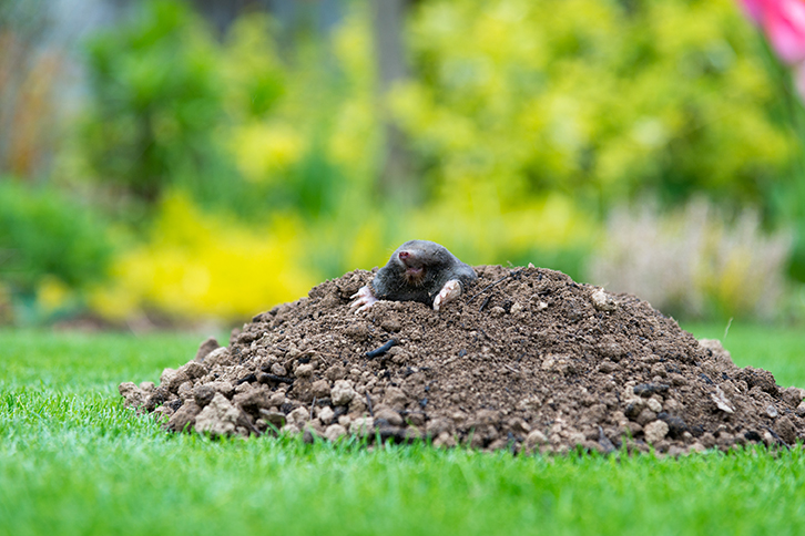 mole,animal, ,talpa,europaea,,causing,damage,as,a,pest