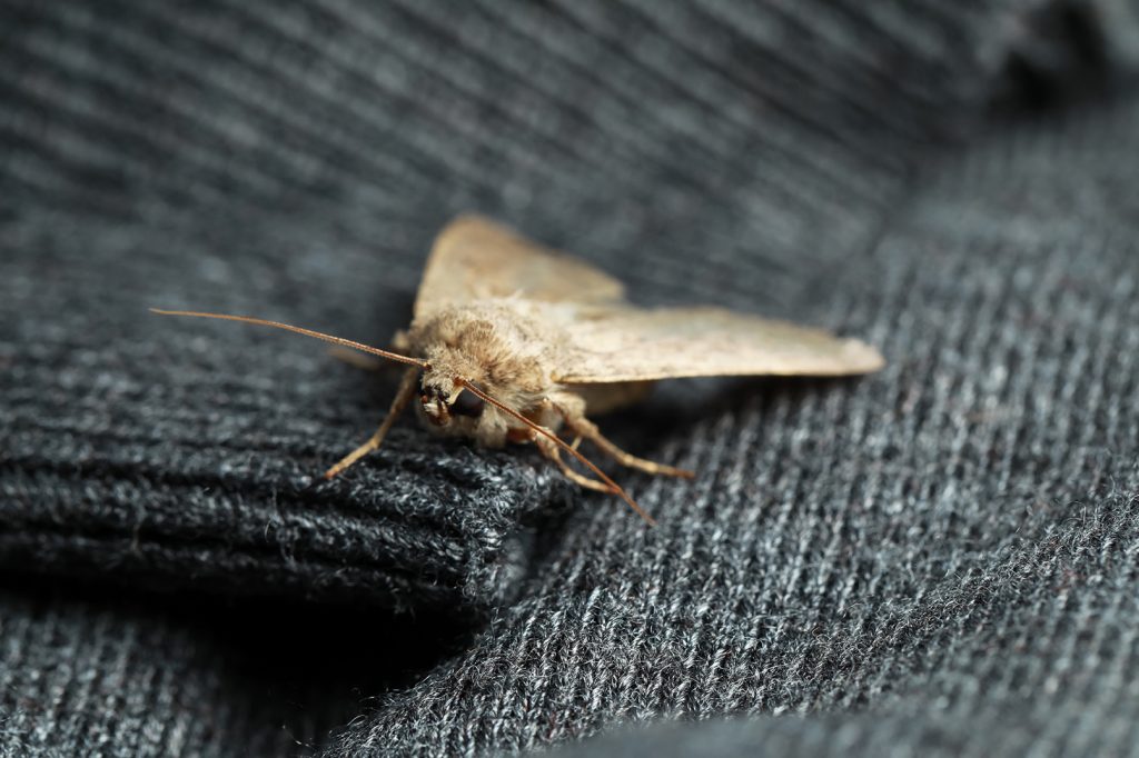 paradrina,clavipalpis,moth,with,pale,mottled,wings,on,black,sweater