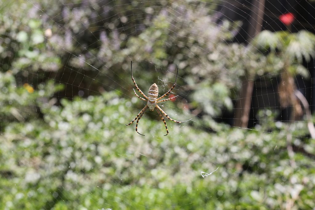 garden,spider,(cross,spider,,araneus,diadematus),spider