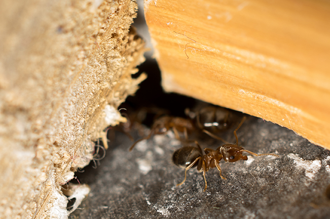 ants,in,the,cracks,of,a,house