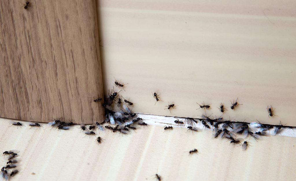 ants,in,the,house,on,the,baseboards,and,wall,angle