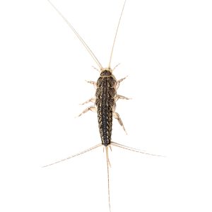 a,silverfish,,lepisma,saccharina,,isolated,on,white,background.,this,common