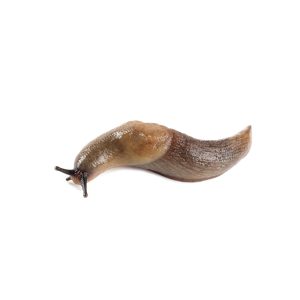 slug,isolated,on,white