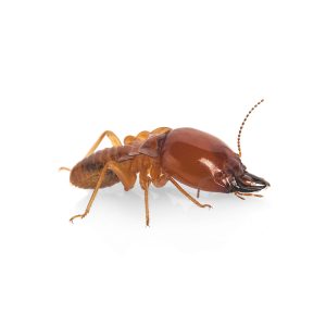 termite