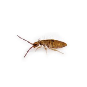 springtail