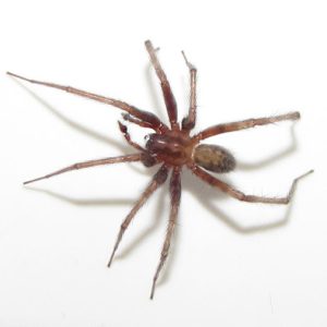 steve s barn funnel weaver spider