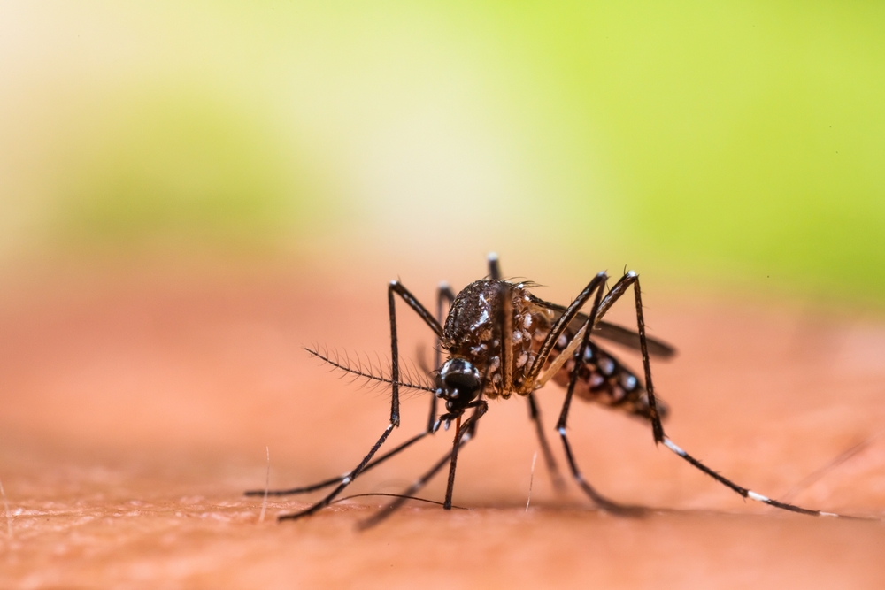 aedes,aegypti,mosquito.,close,up,a,mosquito,sucking,human,blood,