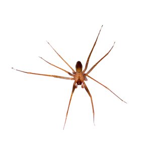 a,close up,shot,of,a,brown,recluse,or,violin,spider