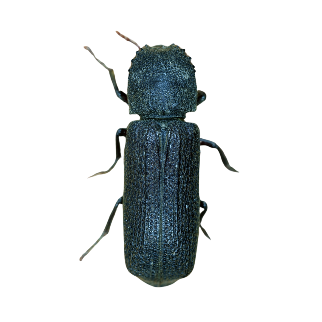Identify a Wood-Destroying Termites in Missouri | Steve's Pest Control