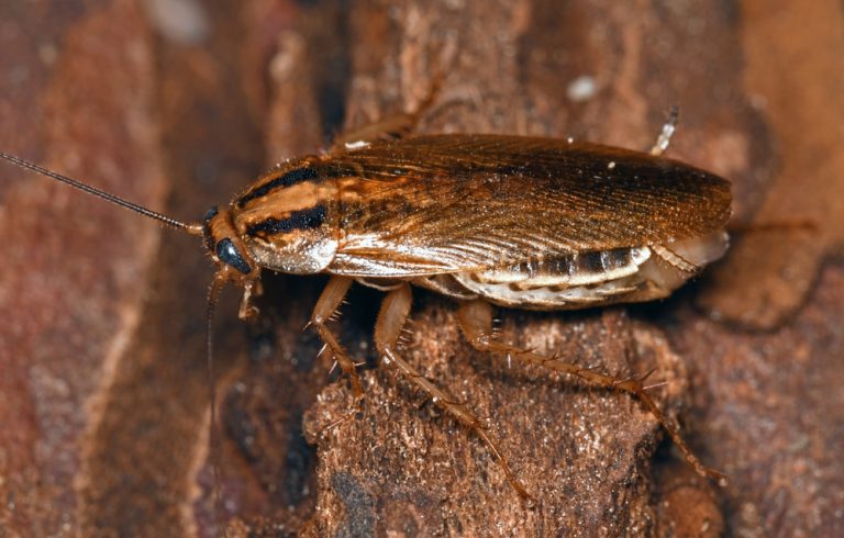 The german cockroach, a species of cockroach typically found in Missouri homes, Steve's Pest Control