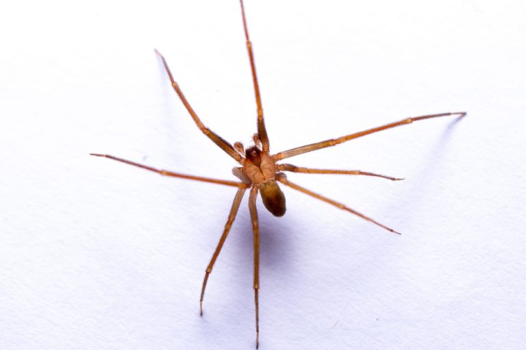 a,close up,shot,of,a,brown,recluse,or,violin,spider