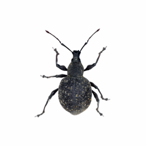 steve's pest control weevil