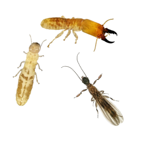 steves termites 3 types