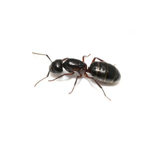 carpenter,ant,camponotus,sp.,queen,isolated,on,white,background