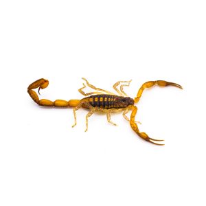 wild,adult,hentz,striped,bark,scorpion, ,centruroides,hentzi,isolated