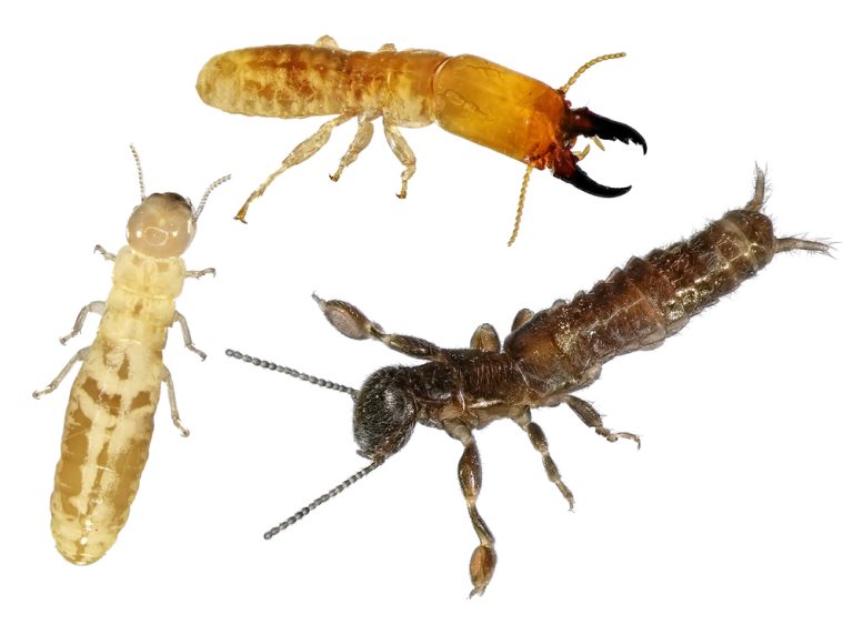 termites.,microcerotermes,palestinensis.,worker,,soldier,and,reproductive,alter,loss,of