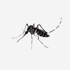 asian,tiger,mosquito,(aedes,albopictus),isolated,on,white,background