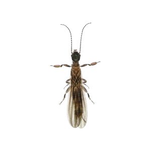 termite,,microcerotermes,palestinensis.,winged,reproductive,stage.,isolated,on,a,white