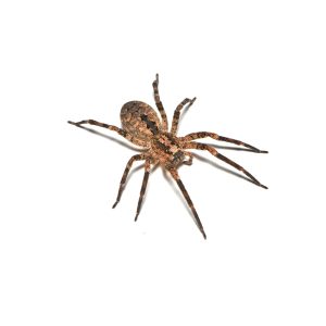 infamous,but,actually,harmless,mediterranean,spiny,false,wolf,spider,zoropsis