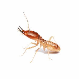 termite,on,isolated,whited,background