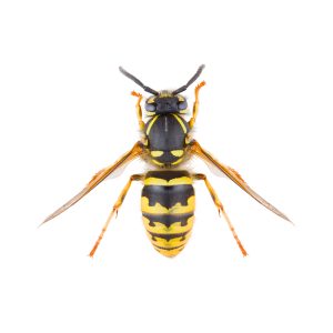 vespula,vulgaris,,known,as,the,common,wasp,or,european,wasp