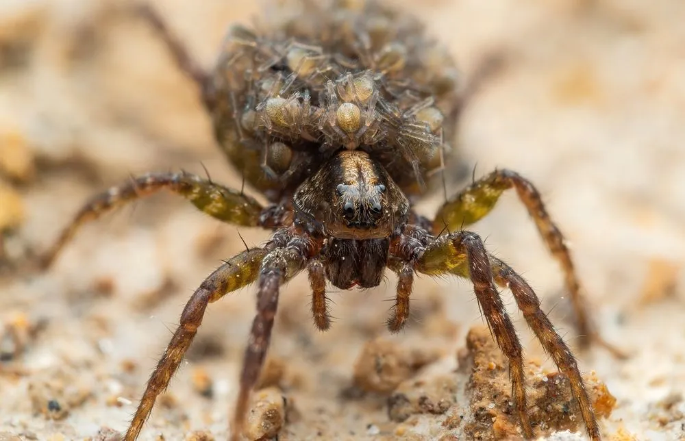 steve s+pest+control+ +female+wolf+spider+with+babies+on+her+back 1920w