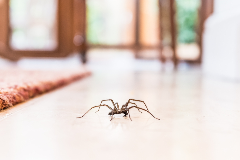 common,house,spider,on,a,smooth,tile,floor,seen,from