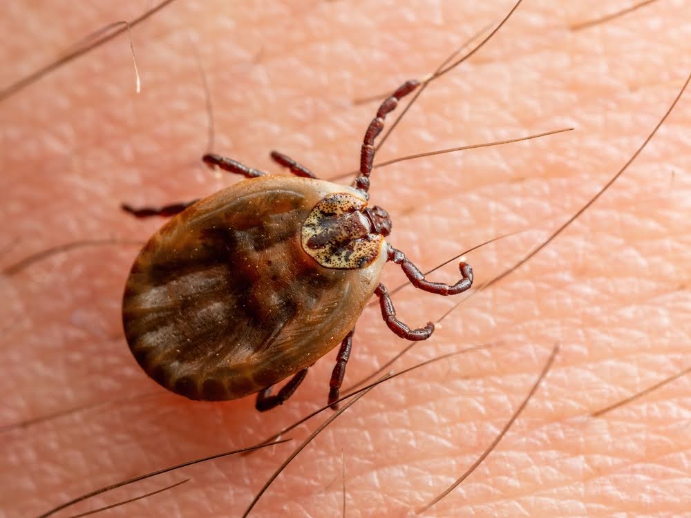 spring tick