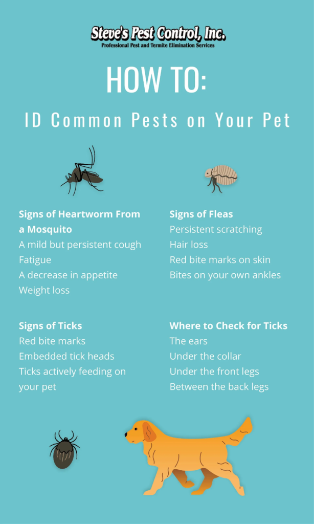 10 common pests on your pet