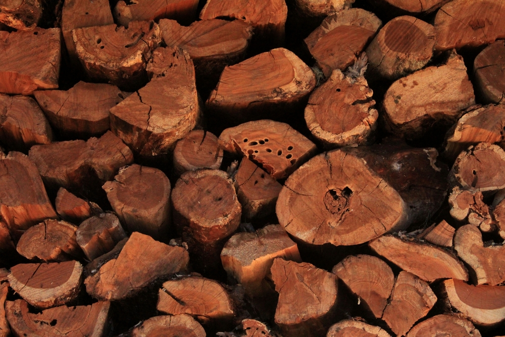 close up,warm,shot,texture,of,stacked,wood,logs,,some,with
