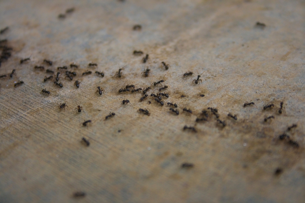 a,group,of,black,ants,are,walking