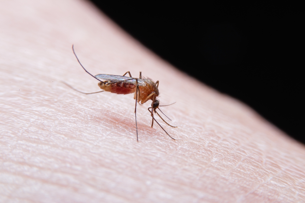close up,of,striped,mosquitoes,are,eating,blood,on,human,skin.