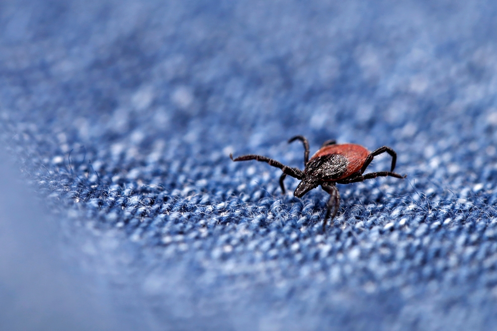 close,up,of,a,crawling,deer,tick,on,a,blue