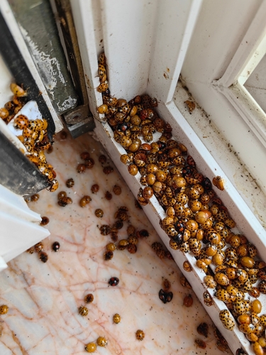 ladybird,asian,,ladybug,asian,,invasion,on,window