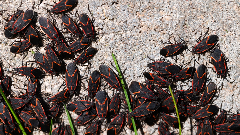 close,up,of,a,group,of,boxelder,bugs,on,the