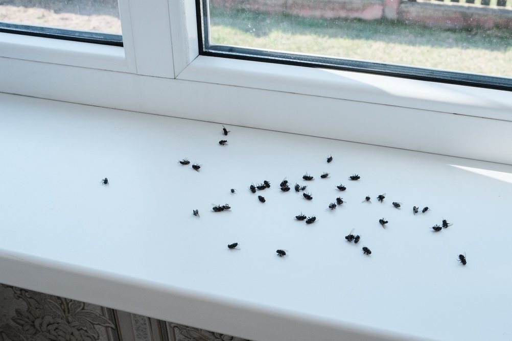 cluster,flies,(musca,domestica):,grass,flies,or,attic,flies,on
