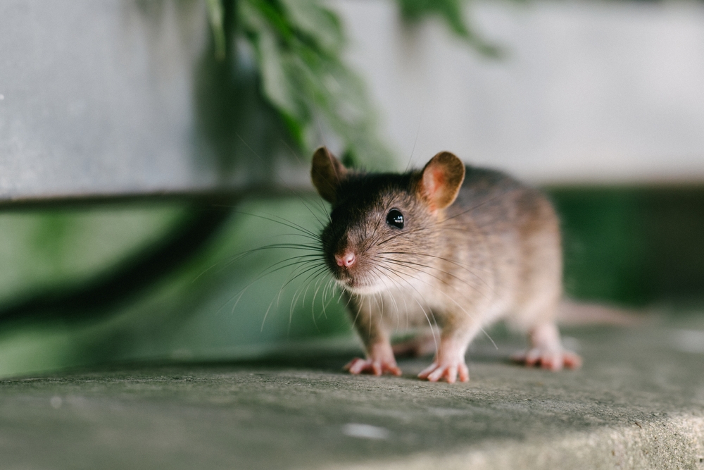 mouse standing in a room looking at you.