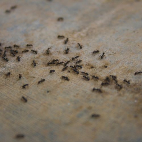 a,group,of,black,ants,are,walking