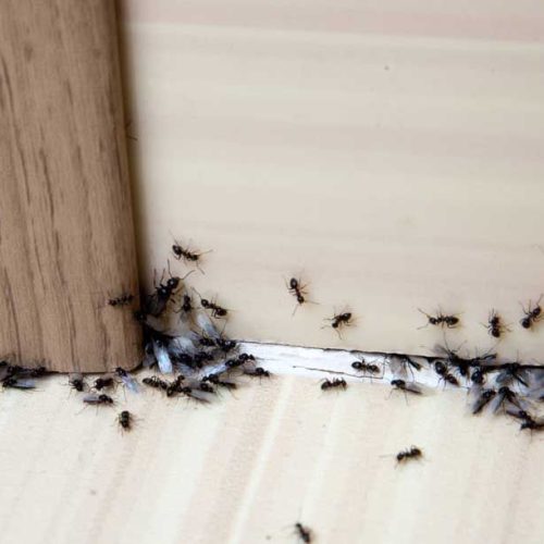 line of ants crawling on the floor in a corner.