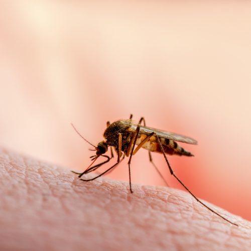 dangerous,malaria,infected,mosquito,skin,bite.,leishmaniasis,,encephalitis,,yellow,fever,