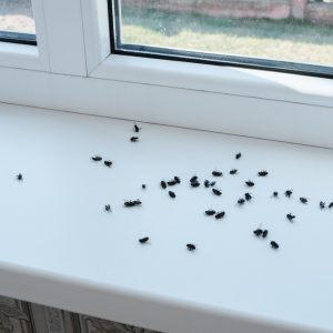cluster flies in a window sill