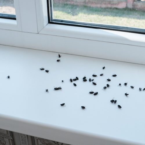 cluster flies in a window sill