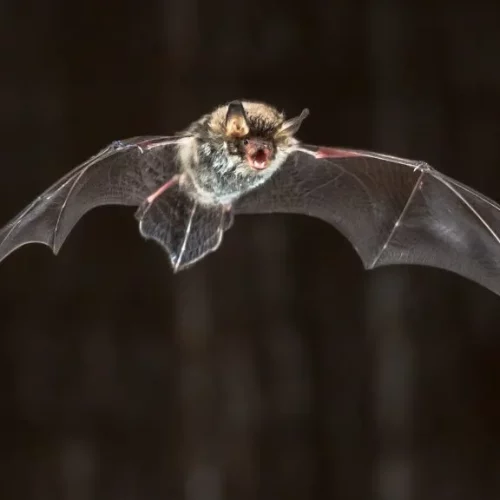 flying natterers bat at night