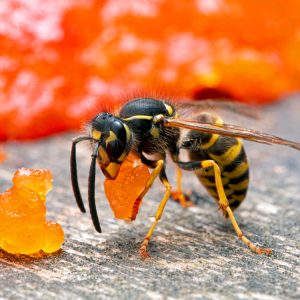 western,yellowjacket,wasp,,vespula,pensylvanica,,carrying,a,piece,of,sockeye