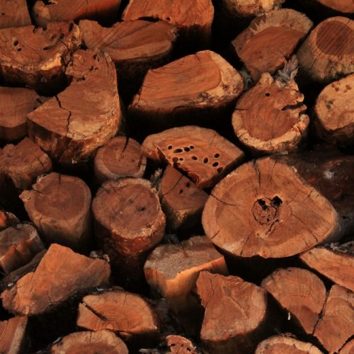 close up,warm,shot,texture,of,stacked,wood,logs,,some,with
