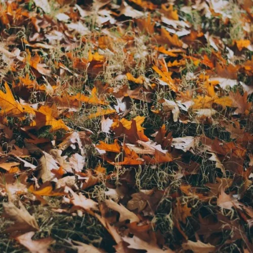 fall leaves